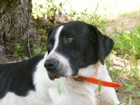 Faro, mâle typé Pointer, 3 ans - asso SOS décharge, Corse (20) P1000724