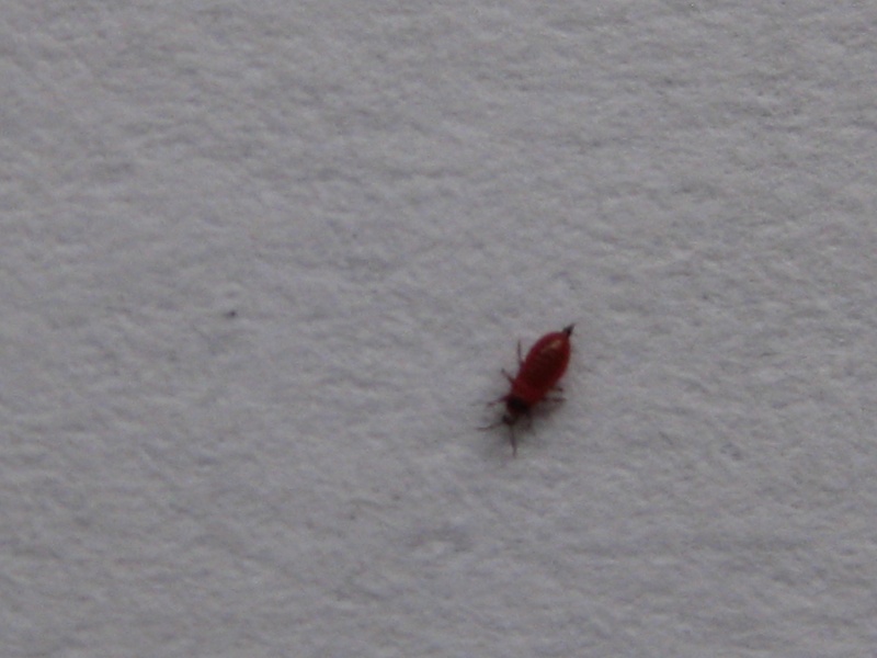 INSECT ID HELP NEEDED Img_2512