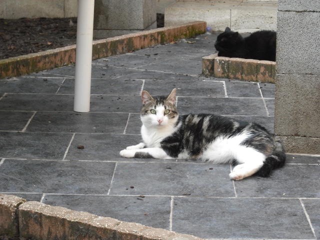 2 chats sociables d'un quartier HLM cherchent un foyer (02-Aisne) Dscf3832