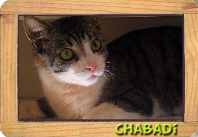 CHABADI mâle gris et blanc 2 ans ECOLE CHAT CAEN (14) Chabad37