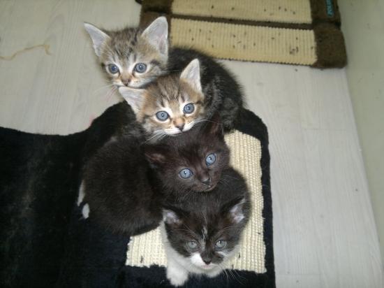 Portée de 4 chatons de 2mois ECOLE CHAT CAEN Chaton10