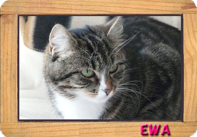 EWA tricolore 2 ans ECOLE CHAT CAEN (14) Ewa110