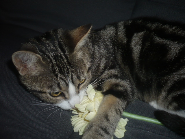 NEMERIS jeune femelle tigrée et blanche ECOLE CHAT CAEN (14) Namari14