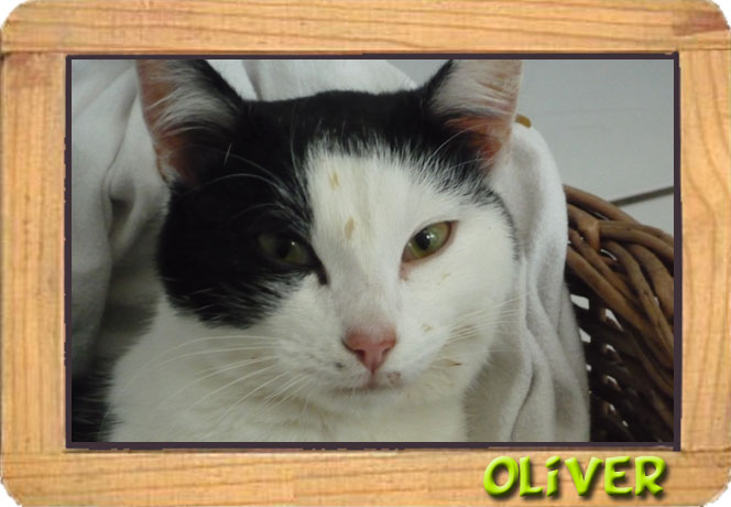 OLIVER mâle noir et blanc 6 mois ECOLE CHAT CAEN (14) Oliver11