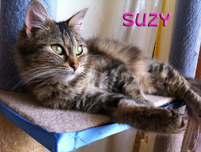 SUZY 2 ans tigrée à poils longs ECOLE CHAT CAEN (14) Suzy111