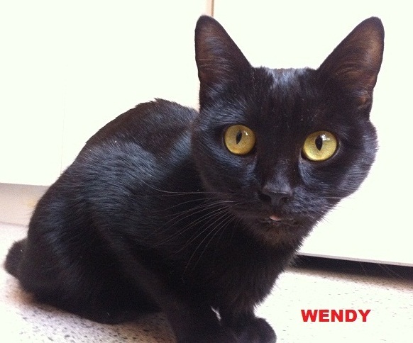 WENDY femelle noire 4 ans ECOLE DU CHAT DE CAEN Wendy10