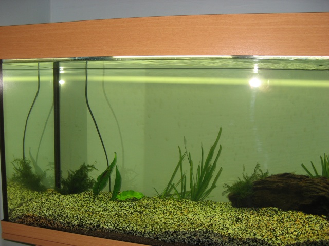quelles plantes ? 00216