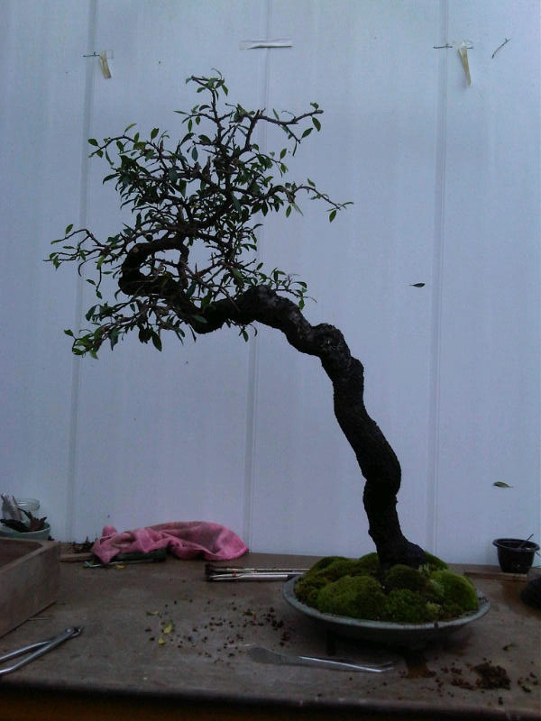 Preparing trees, accents and a suiban for Bonsai Masters. Img00710