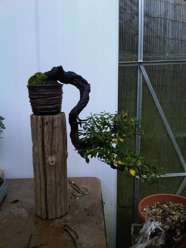 Preparing trees, accents and a suiban for Bonsai Masters. Img00711