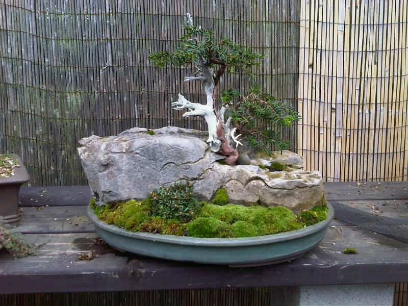 Preparing trees, accents and a suiban for Bonsai Masters. Img00712