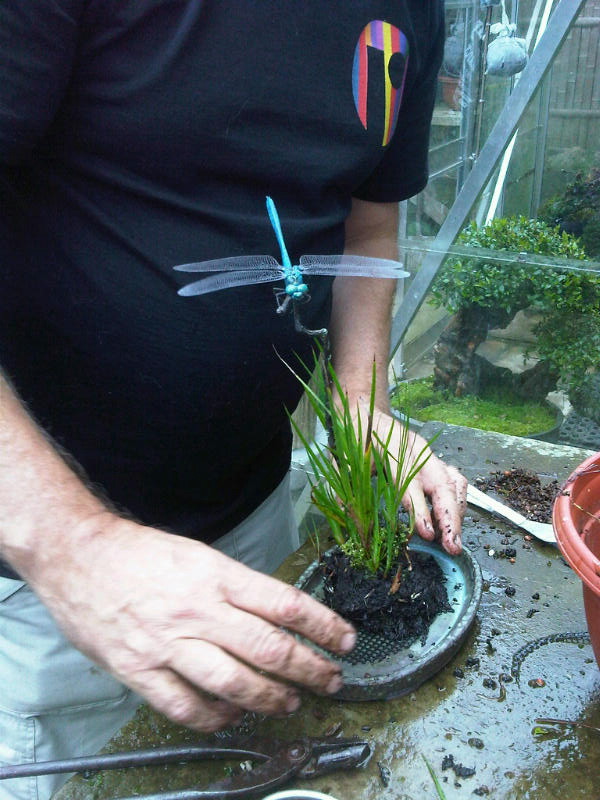 Preparing trees, accents and a suiban for Bonsai Masters. Img00714