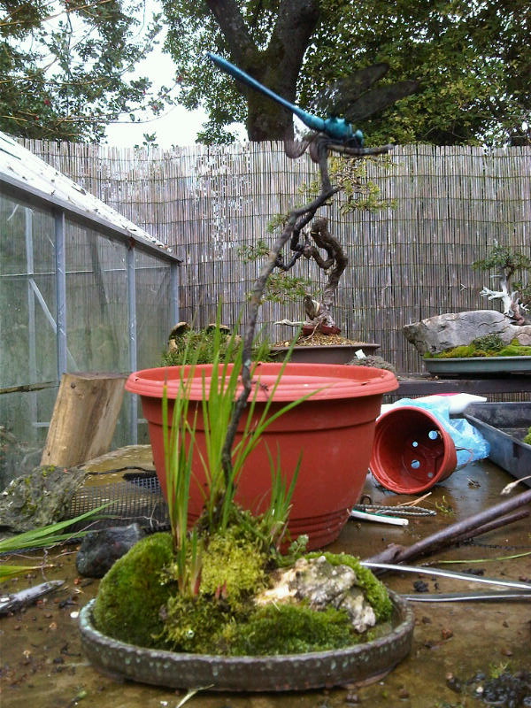 Preparing trees, accents and a suiban for Bonsai Masters. Img00715