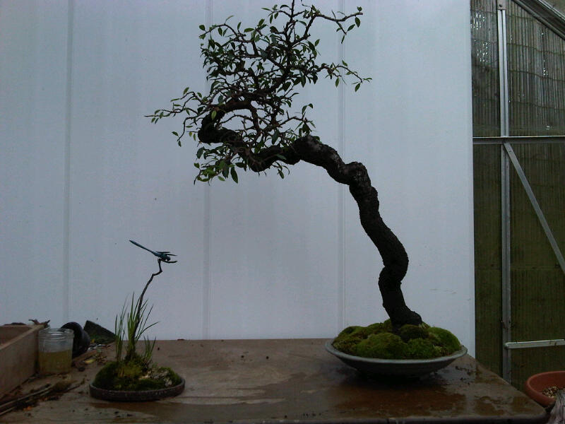 Preparing trees, accents and a suiban for Bonsai Masters. Img00719