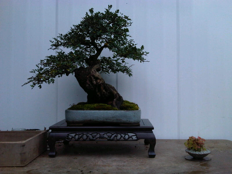 Preparing trees, accents and a suiban for Bonsai Masters. Img00722