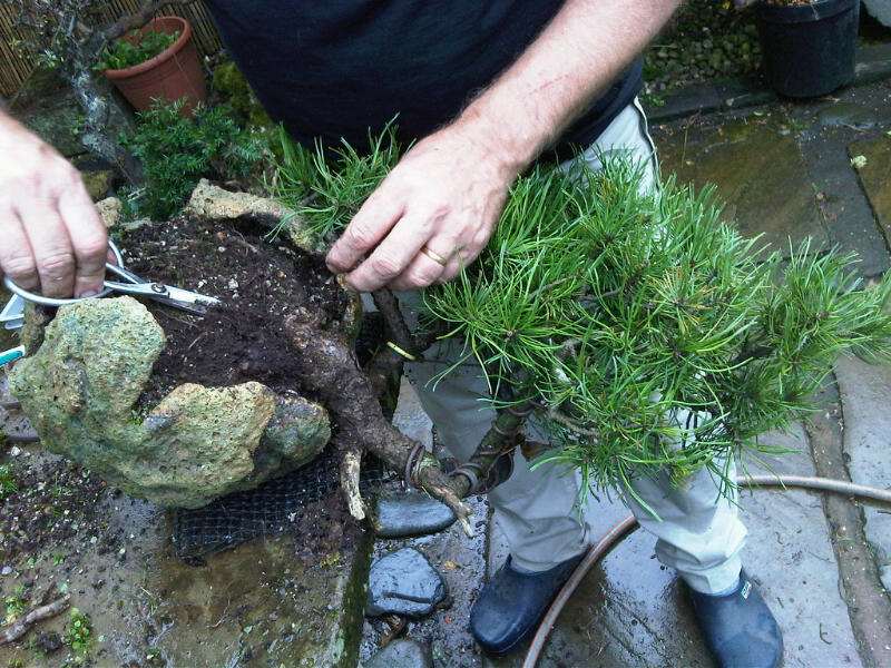 Preparing trees, accents and a suiban for Bonsai Masters. Img00724