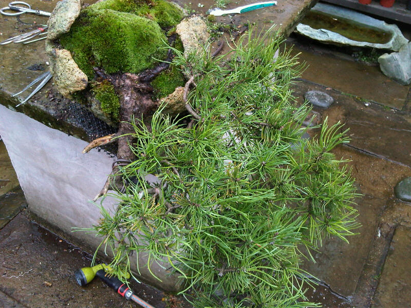 Preparing trees, accents and a suiban for Bonsai Masters. Img00725