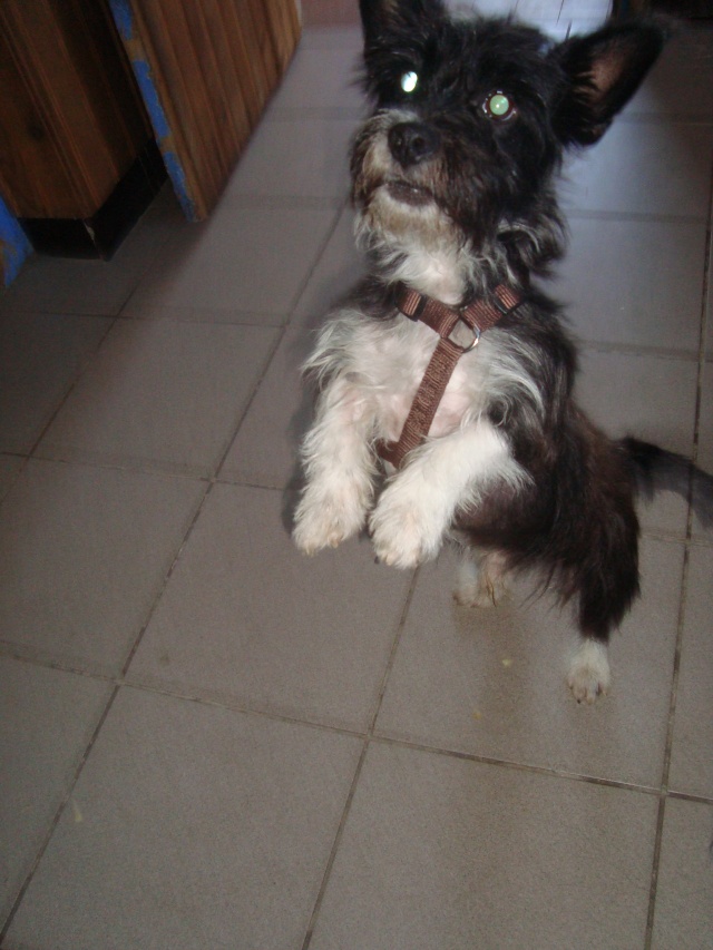 VALENTINO X GRIFFON, 3 ANS EN FA CHEZ CAROLE ( 59 )  Dsc07112