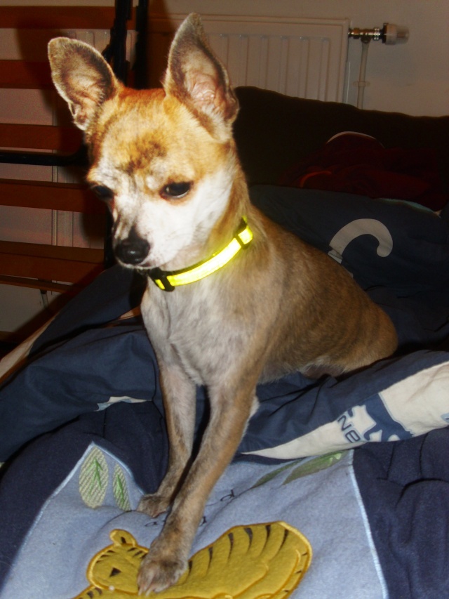 PASCHA, CHIHUAHUA DE 2 ANS A L'ADOPTION (62)  VV  LBC Pacha210