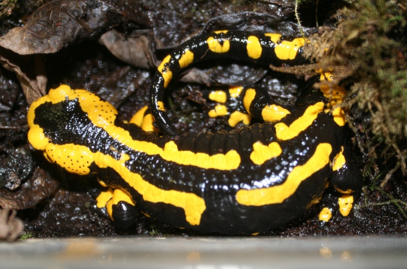 Salamandra s. terrestris (soumis au CDC) Img_6522