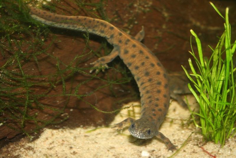 Triturus d. dobrogicus (Soumis au CDC en France) Img_6614