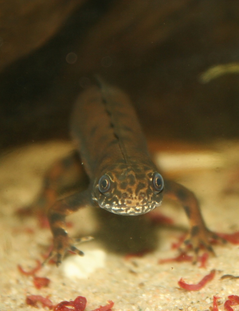 Triturus d. dobrogicus (Soumis au CDC en France) Img_6617