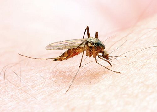 Vi khuẩn biến đổi gen sống trong ruột muỗi có thể giúp ngăn ngừa bệnh sốt rét 4707