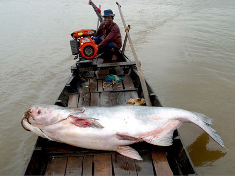 Bắt được cá tra khổng lồ nặng 72kg T4622010