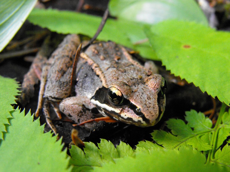 Camouflage grenouille  Dscf1044