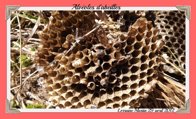 Alvéoles d'abeilles, marécage (7photos) Dscf5710
