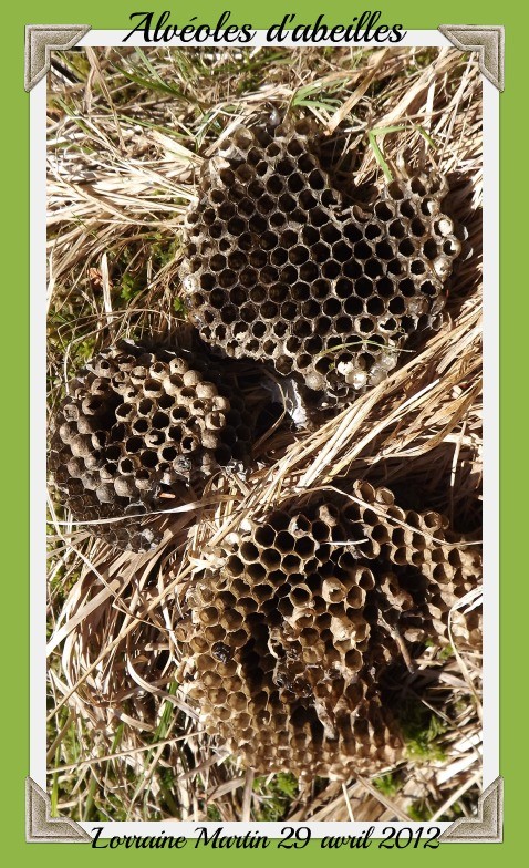 Alvéoles d'abeilles, marécage (7photos) Dscf5715