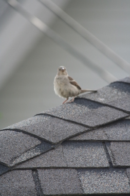 Identification s.v.p. pour une novice Oiseau11