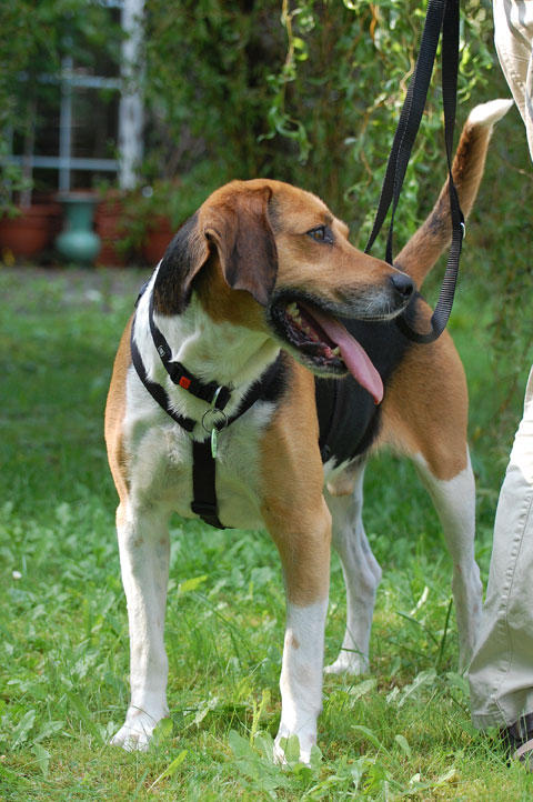 CHOUKA, beagle harrier, 9 ans (86) - Page 2 Chouka10