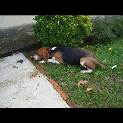 Trouvée femelle beagle a pontonx sur l'adour (40) Image15