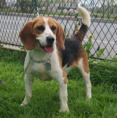 PACO, beagle mâle, 1 an - Refuge LPA Roubaix (59) Paco11