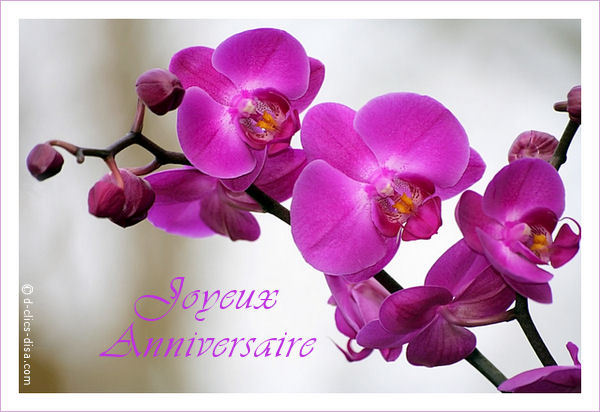 Joyeux Anniversaire Avec Des Orchidees Gallery Joyeux Anniversaire Avec Des Orchidees Gallery