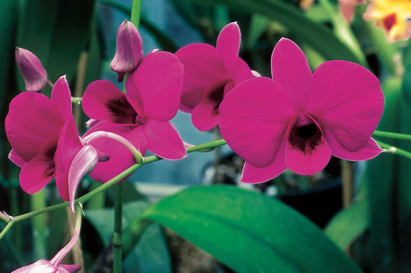 les orchidées de toute les couleurs Dendro10