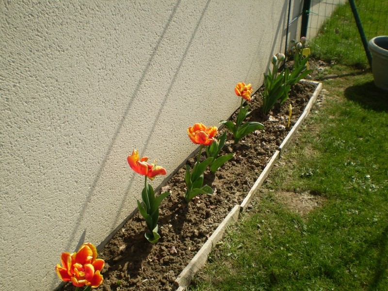 Mes Fleurs de Mon Jardin Fleurs12