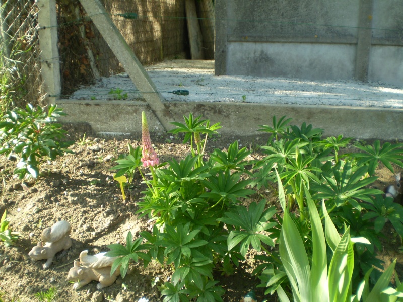 Mes Fleurs de Mon Jardin Fleurs25