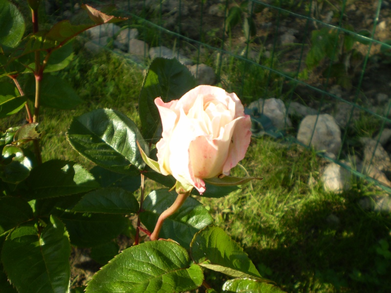 Mes premières roses de mon jardin Fleurs27