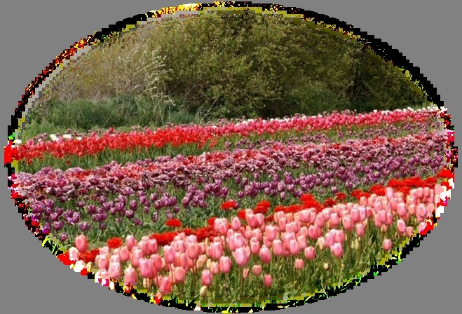 Les Tulipes de differentes couleurs et espèces Image512