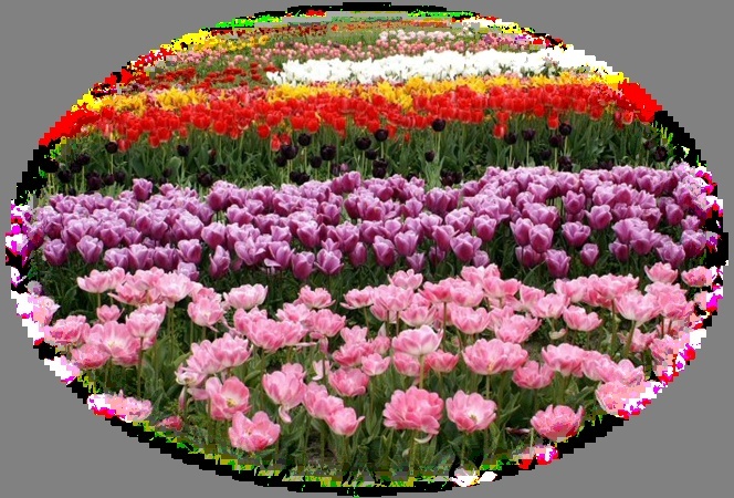 Les Tulipes de differentes couleurs et espèces Image513