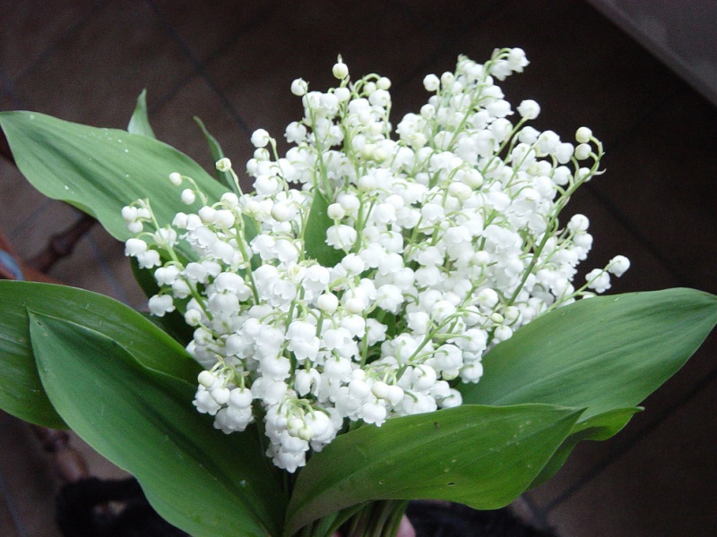 Le Muguet Blanc et Rose Muguet10