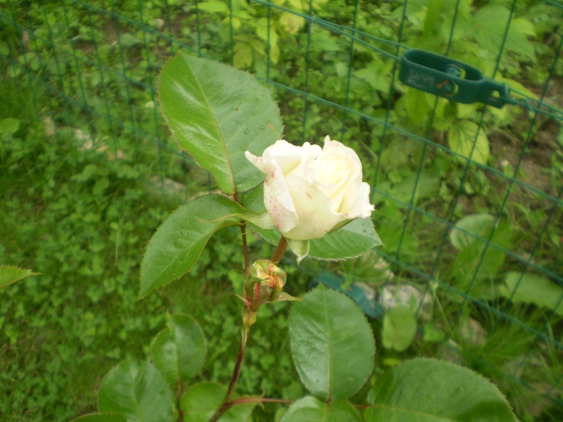 Mes Fleurs de Mon Jardin Roses_19