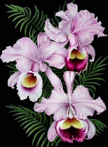 Bon Anniversaire A Notre Fondatrice De L Orchidee Blanche Bon Anniversaire A Notre Fondatrice De L Orchidee Blanche