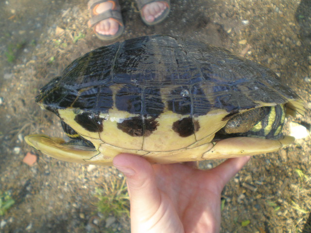 Les tortues récupérées par mon père P5220235