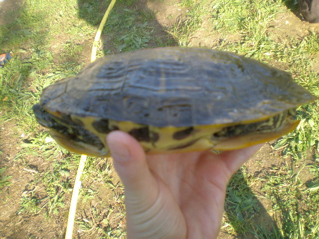 Les tortues récupérées par mon père P5220239