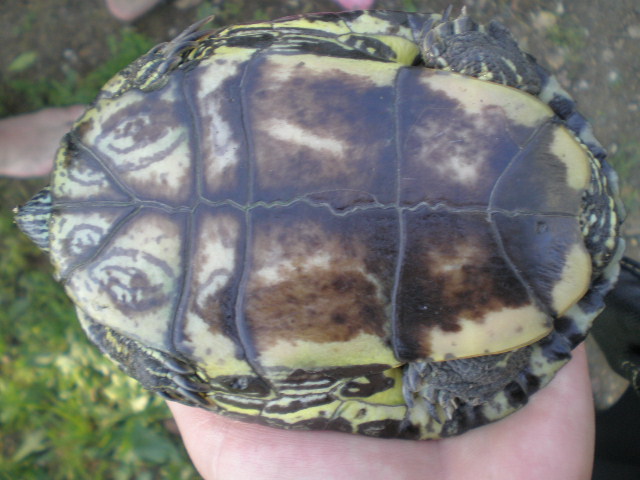 Les tortues récupérées par mon père P5220241