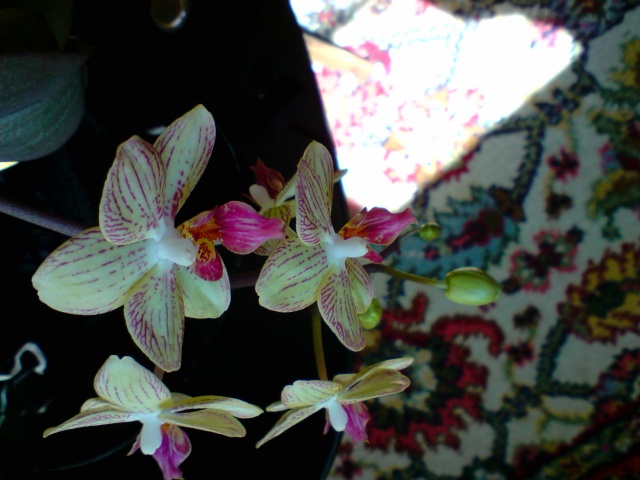 un nouvelle passion les orchidées Fleurs32