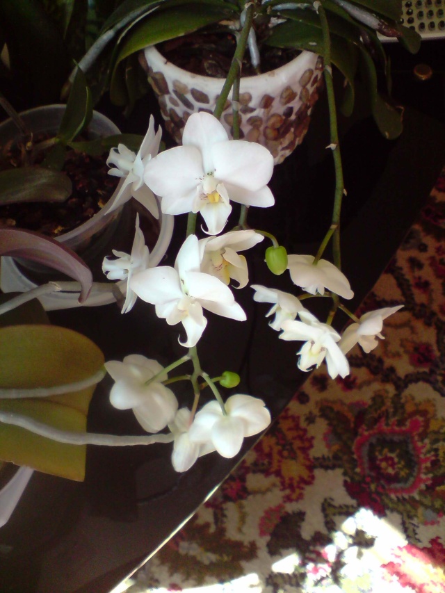 un nouvelle passion les orchidées Fleurs34