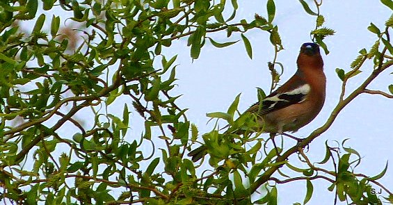 nos petits oiseaux de la nature P1020015